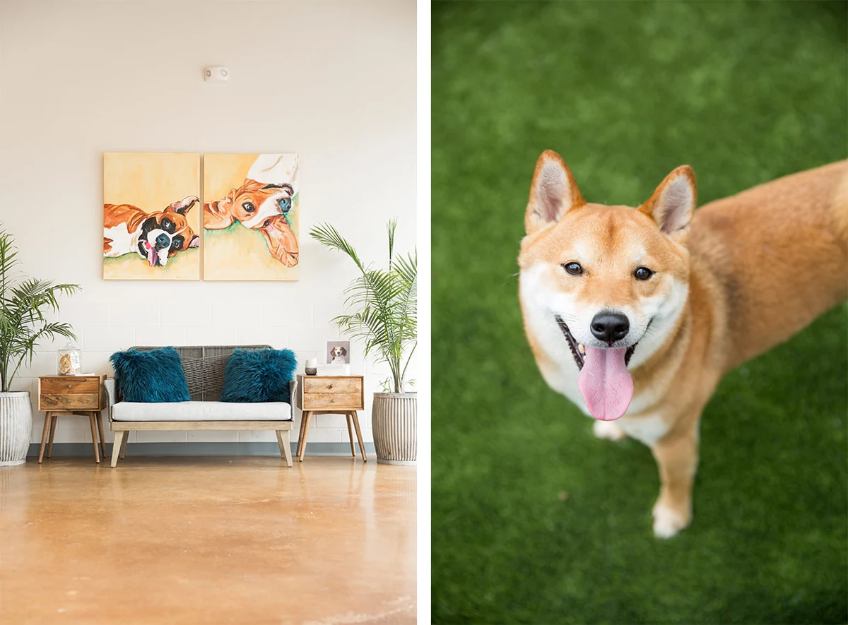 Hounds Lounge campaign images pairing a lounge interior with a dog outdoors