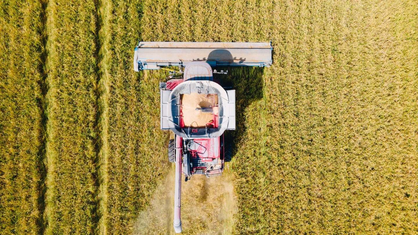 Overhead view of a combine harvesting an Arkansas rice field in straight cut rows
