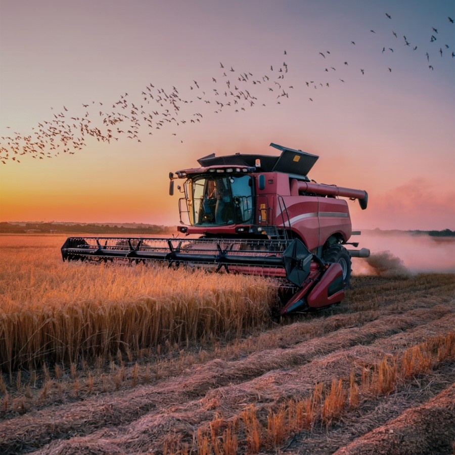 A combine harvester working a grain field at sunset