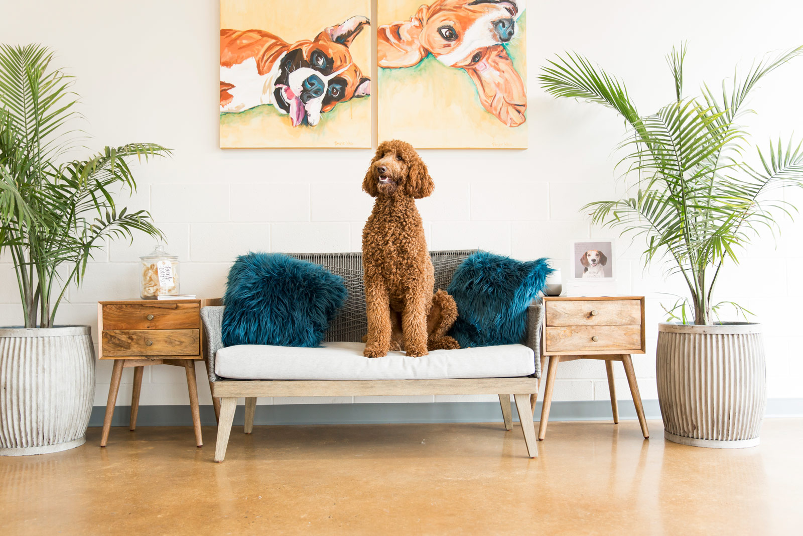 Dog standing on a couch